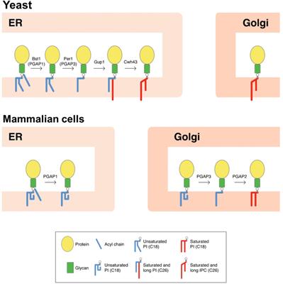 Characterization of Arabidopsis Post-Glycosylphosphatidylinositol Attachment to Proteins Phospholipase 3 Like Genes